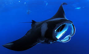 Manta ray sighting