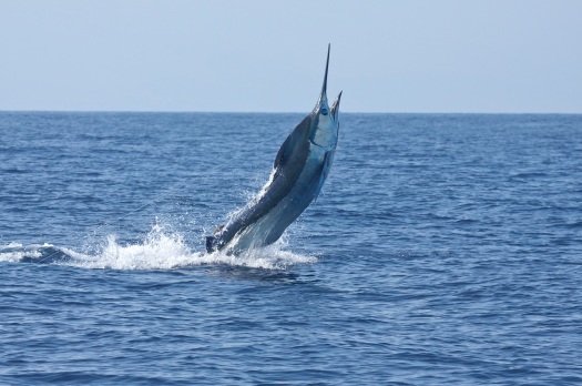 Blue Marlin breaching