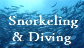 Snorkel and Dive Companies